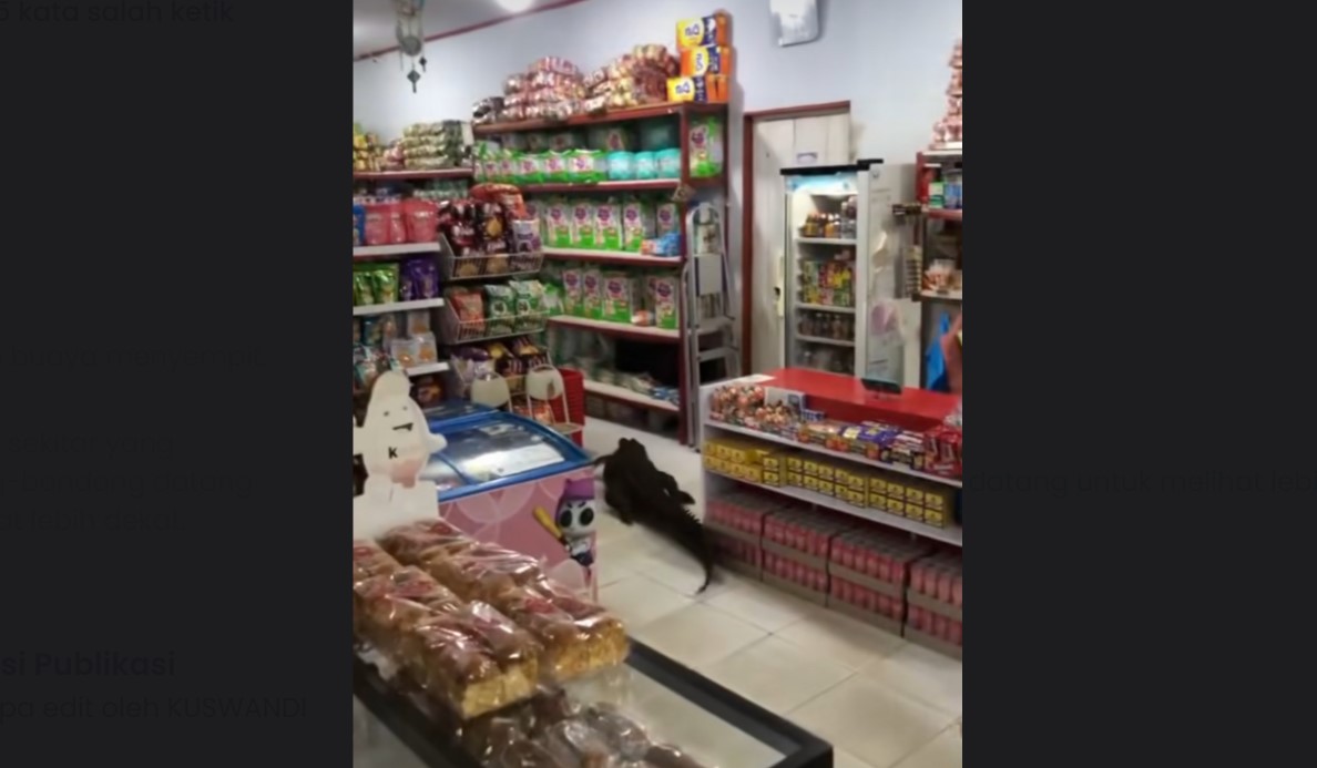 Viral buaya masuk toko kelontong di Maluku. (Instagram/@info.newsantara). - Image