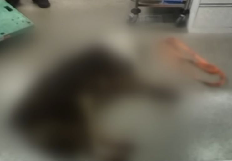 Dokumentasi anjing yang diseret oleh pemiliknya. (YouTube @mbn) - Image