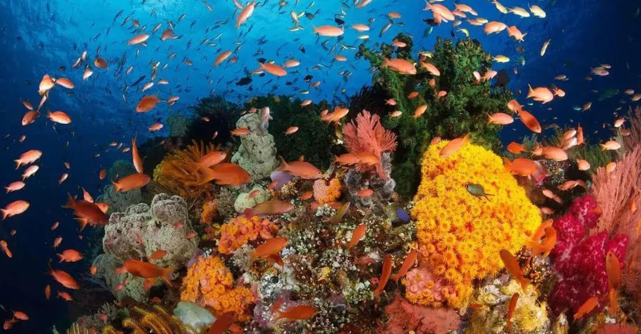 Keindahan bawah laut taman nasional bunaken, menjadi destinasi wisata populer di Manado - Image