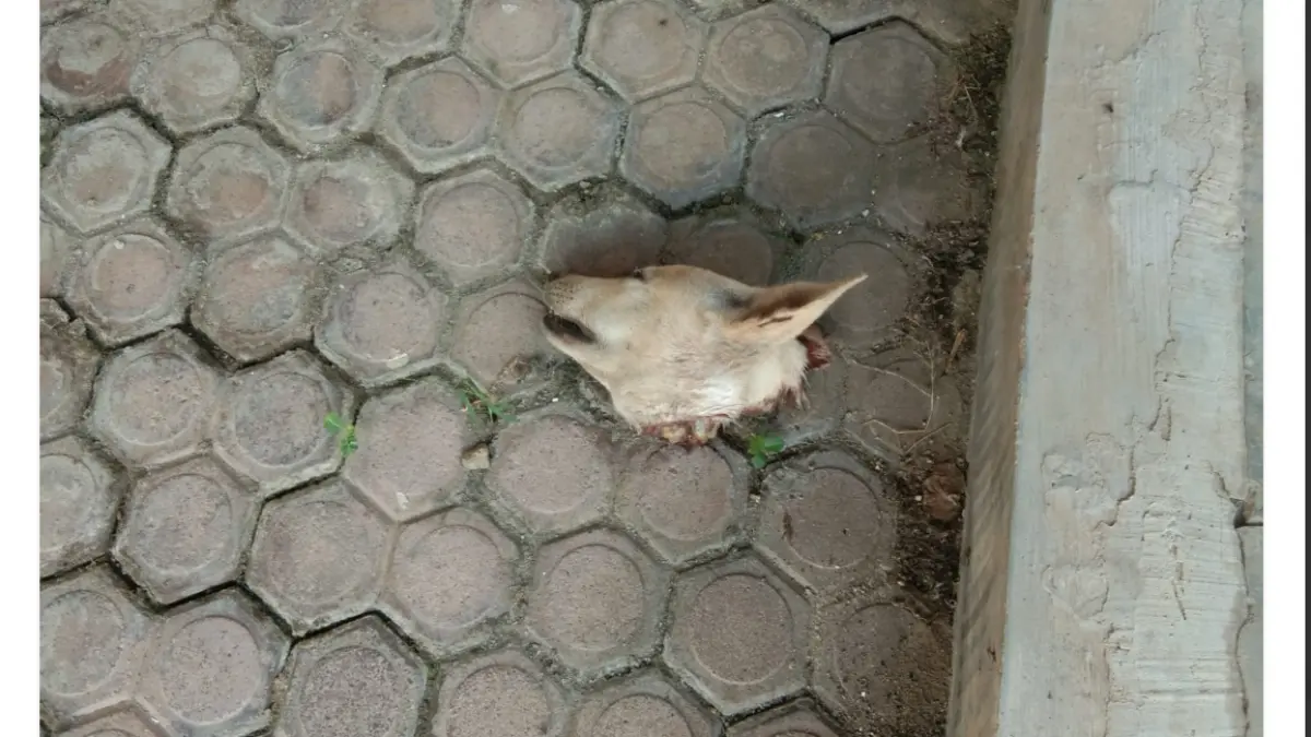 Bangkai kepala anjing yang dikirim ke rumah orang tua Palti Hutabarat di Sumut. (Istimewa) - Image