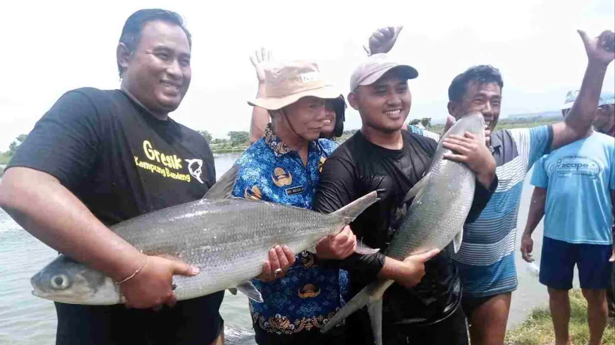 Proses memasak pindang bandeng kawak khas Gresik yang membutuhkan waktu tiga hari untuk menghasilkan rasa gurih asin yang khas. (Disperikanan Gresik) - Image