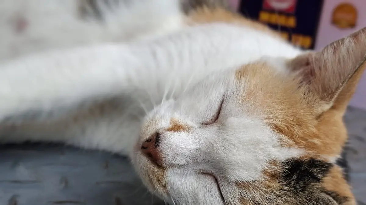 Hasil foto dengan kamera Samsung Galaxy A57 5G. (Rian Alfianto/JawaPos.com)