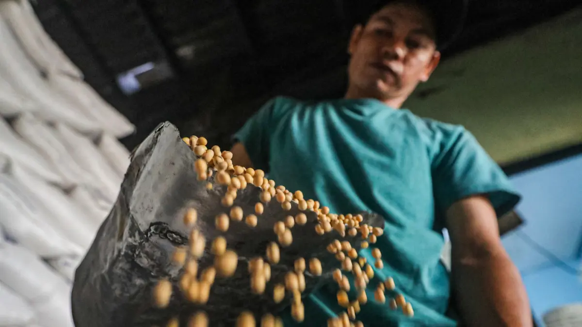 Harga Kedelai Impor - Image