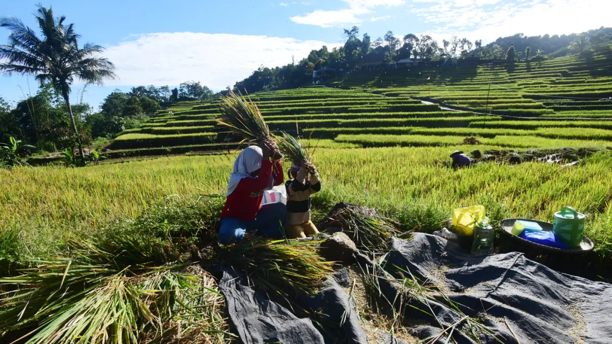 Produksi Gabah Kering Panen Nasional - Image