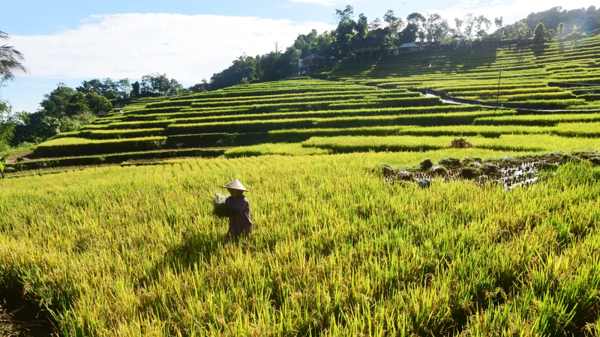 Petani memanen padi di kawasan pertanian di Bogor, Jawa Barat. (Dery Ridwansah/ JawaPos.com)