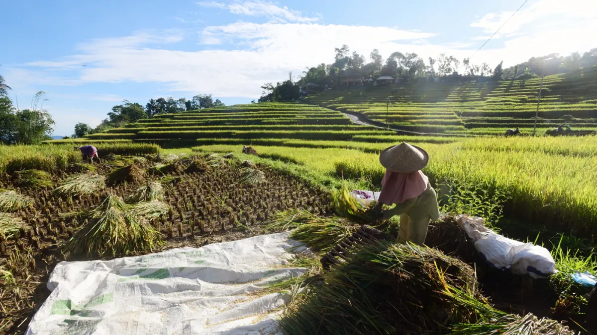 Petani memanen padi di kawasan pertanian di Bogor, Jawa Barat. (Dery Ridwansah/ JawaPos.com)