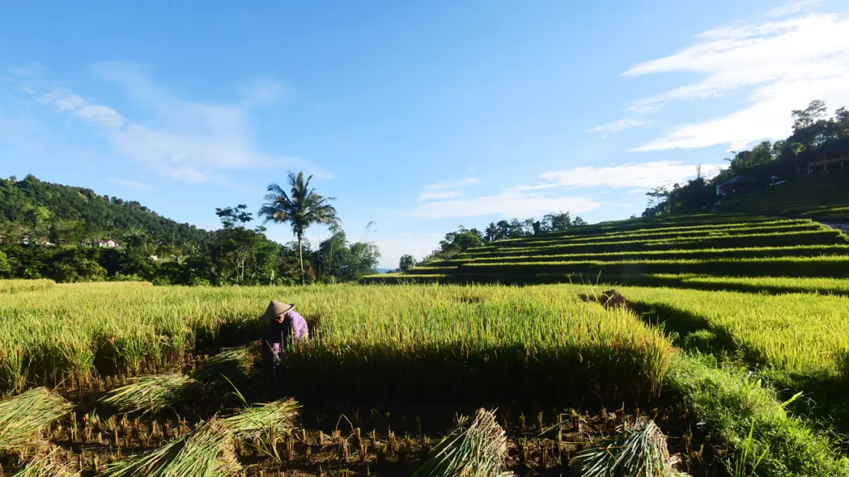 Petani memanen padi di kawasan pertanian di Bogor, Jawa Barat. (Dery Ridwansah/ JawaPos.com)