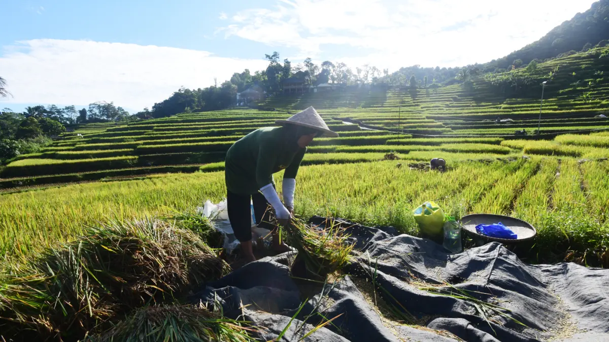 Petani memanen padi di kawasan pertanian di Bogor, Jawa Barat. (Dery Ridwansah/ JawaPos.com)