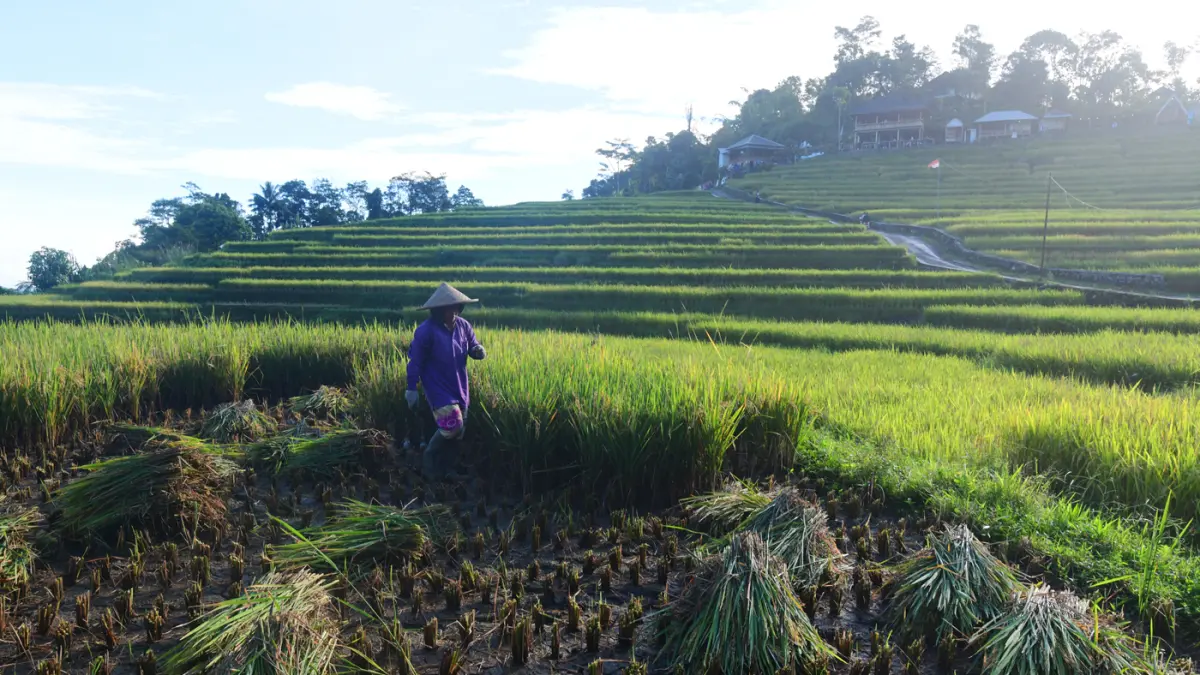 Petani memanen padi di kawasan pertanian di Bogor, Jawa Barat. (Dery Ridwansah/ JawaPos.com)