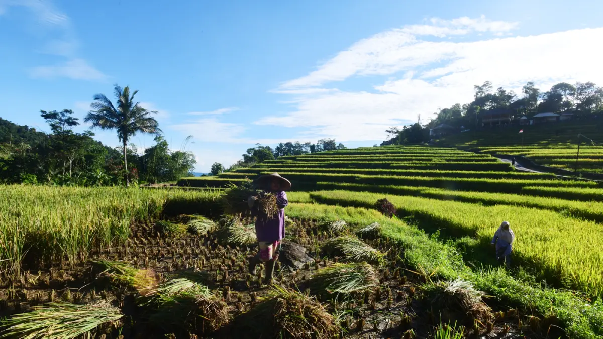 Petani memanen padi di kawasan pertanian di Bogor, Jawa Barat. (Dery Ridwansah/ JawaPos.com)
