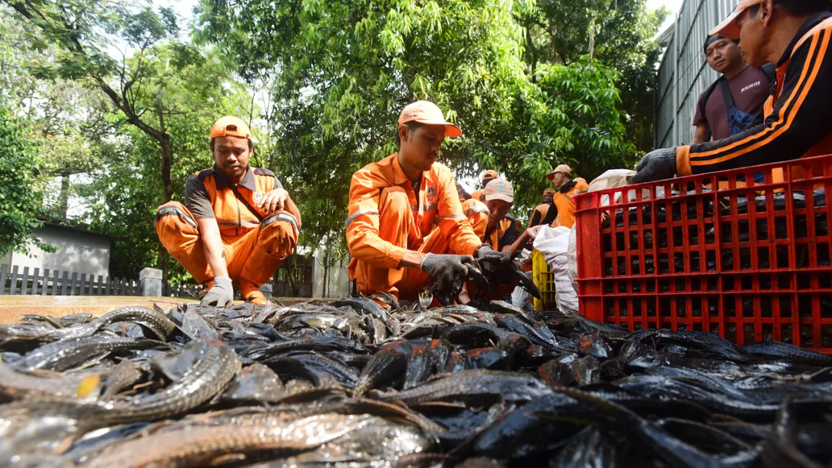 Petugas Penanganan Prasarana dan Sarana Umum (PPSU) mengangkat jaring ikan sapu-sapu di kawasan Setu Babakan, Jakarta Selatan, Jumat (17/04/2026). (Dery Ridwansah/ JawaPos.com)