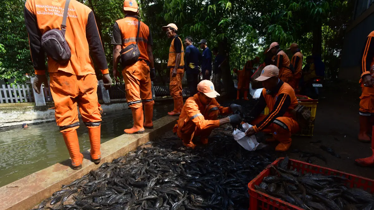 Petugas Penanganan Prasarana dan Sarana Umum (PPSU) mengangkat jaring ikan sapu-sapu di kawasan Setu Babakan, Jakarta Selatan, Jumat (17/04/2026). (Dery Ridwansah/ JawaPos.com)