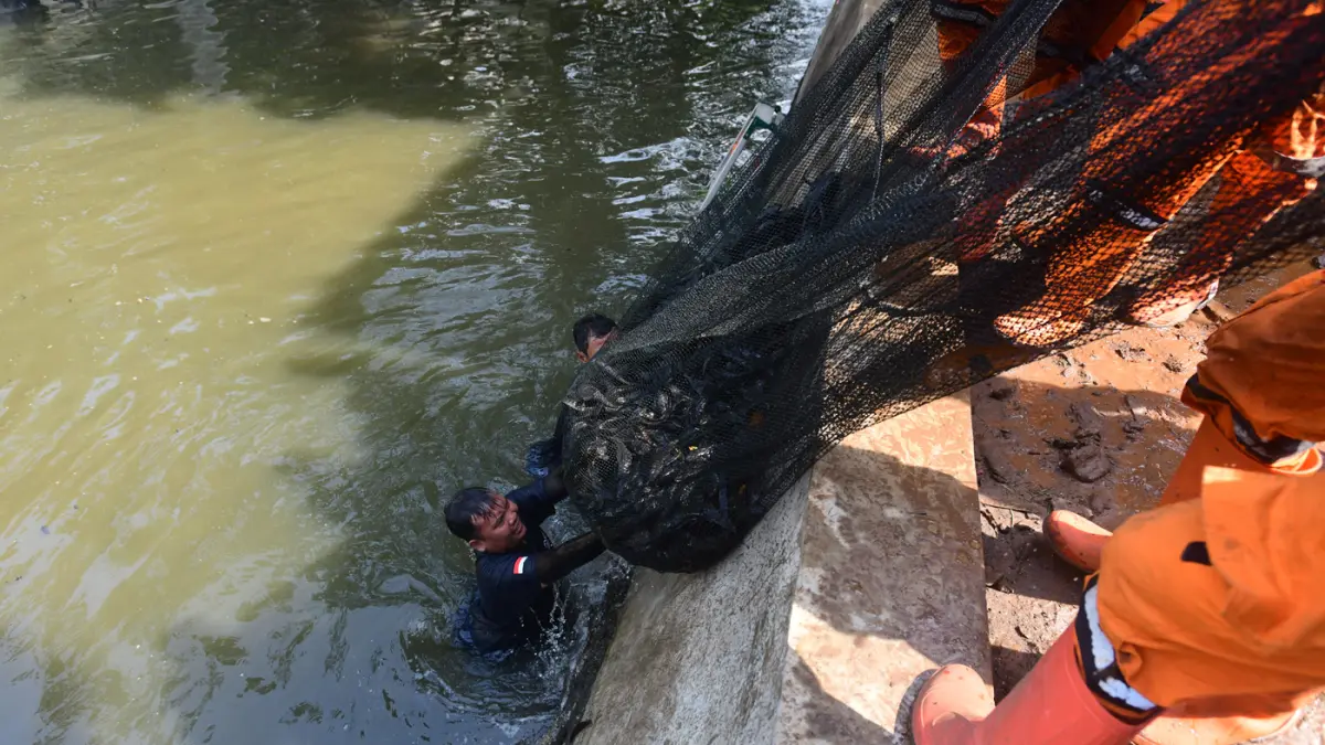 Petugas Penanganan Prasarana dan Sarana Umum (PPSU) mengangkat jaring ikan sapu-sapu di kawasan Setu Babakan, Jakarta Selatan, Jumat (17/04/2026). (Dery Ridwansah/ JawaPos.com)