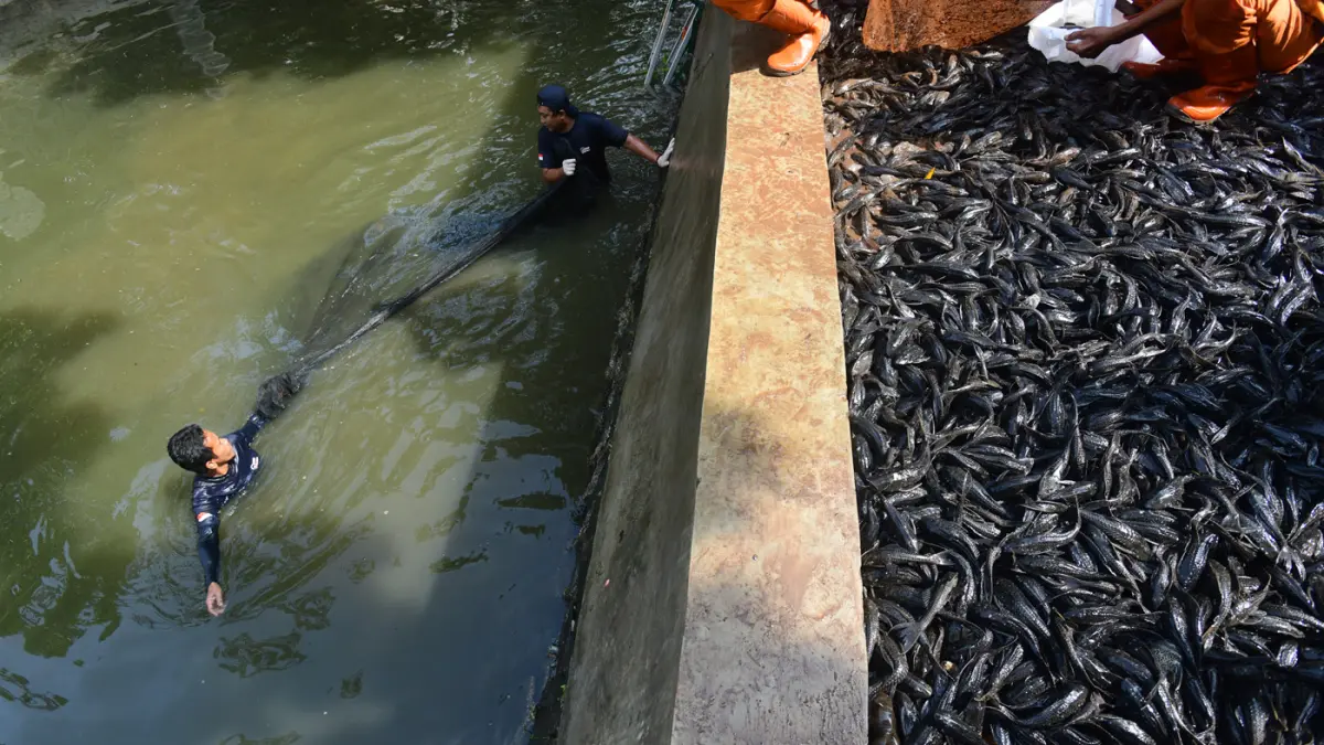 Pemprov DKI Jakarta Bersihkan Sungai Dari Ikan Sapu-Sapu - Image