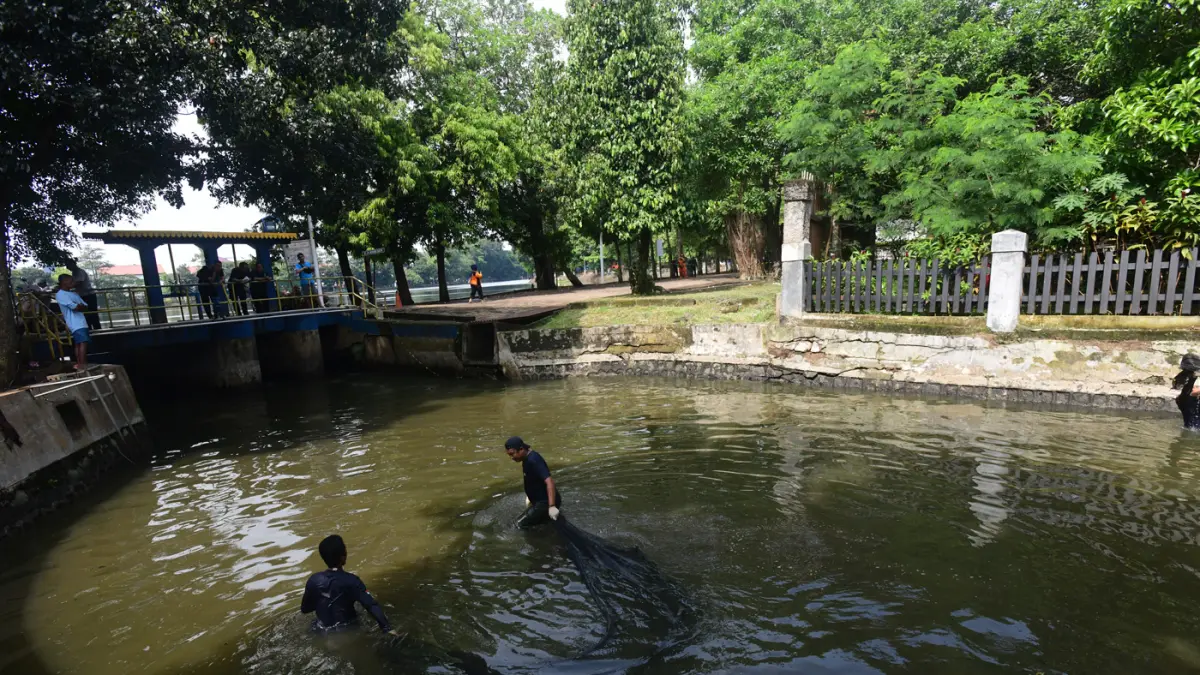 Petugas Penanganan Prasarana dan Sarana Umum (PPSU) mengangkat jaring ikan sapu-sapu di kawasan Setu Babakan, Jakarta Selatan, Jumat (17/04/2026). (Dery Ridwansah/ JawaPos.com)