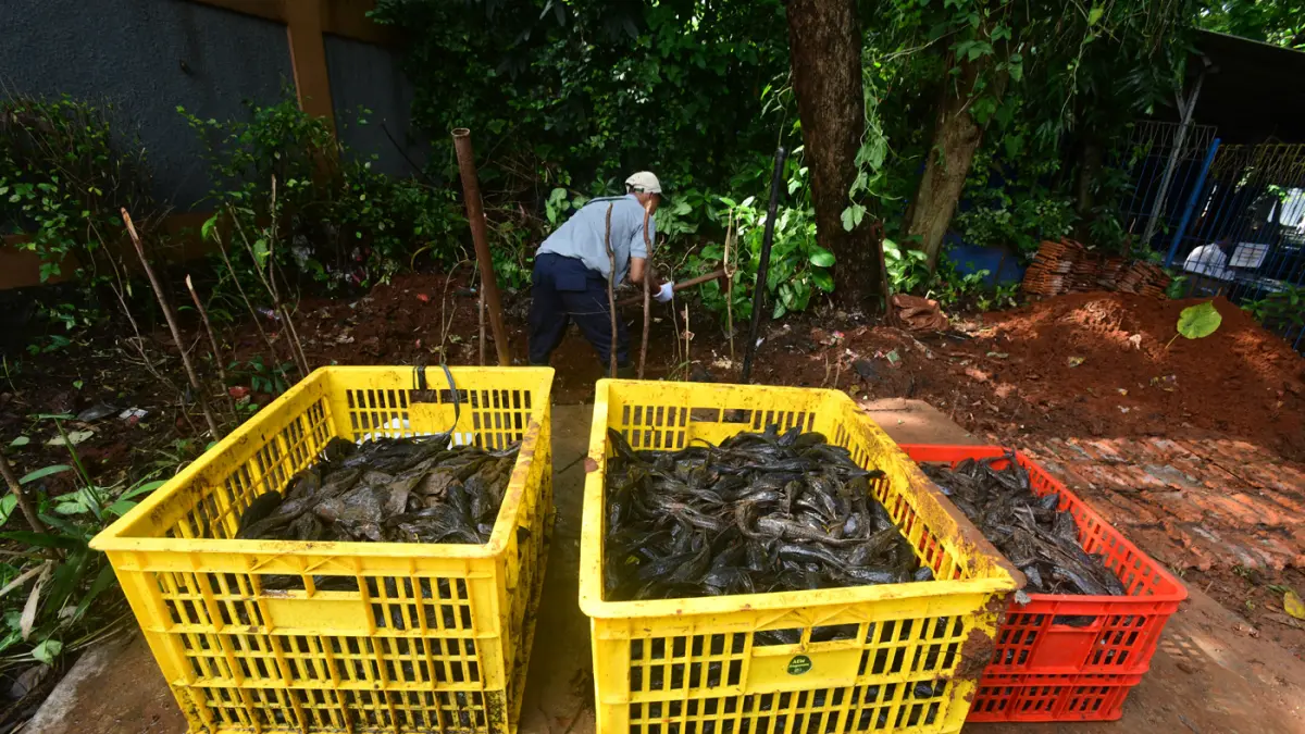 Petugas Penanganan Prasarana dan Sarana Umum (PPSU) mengubur ikan sapu-sapu di kawasan Setu Babakan, Jakarta Selatan, Jumat (17/04/2026). (Dery Ridwansah/ JawaPos.com)