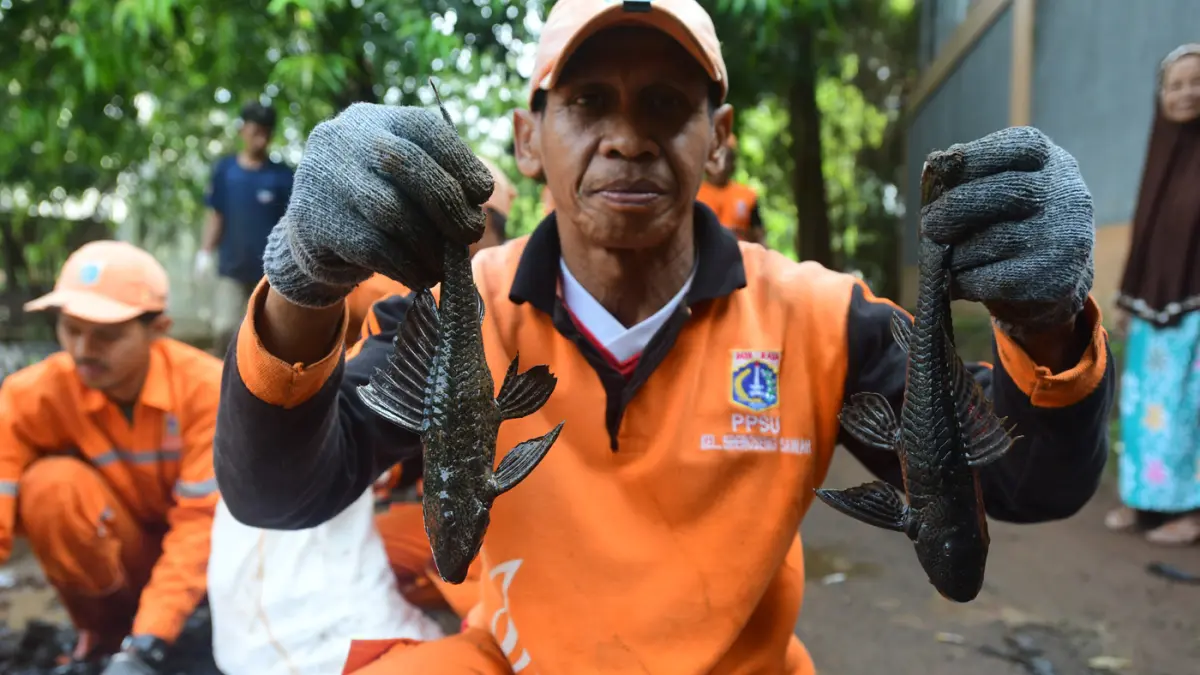 Petugas Penanganan Prasarana dan Sarana Umum (PPSU) menunjukan ikan sapu-sapu di kawasan Setu Babakan, Jakarta Selatan, Jumat (17/04/2026). (Dery Ridwansah/ JawaPos.com)