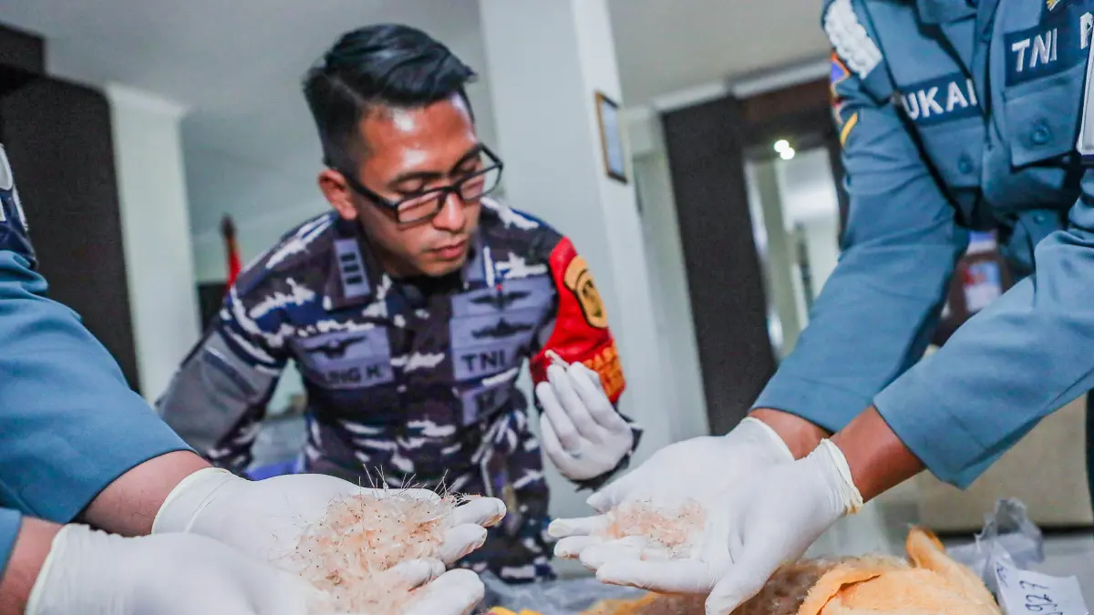 Pasops Satgaspam Bandara Juanda Kapten Laut (P) Agung Hermansyah menunjukkan bukti benih bening lobster di Mako Lanudal Juanda, kemarin (25/4). Penggagalkan upaya penyelundupan benih bening lobster (BBL) Sebanyak 39.927 ekor BBL diamankan dengan nilai dit