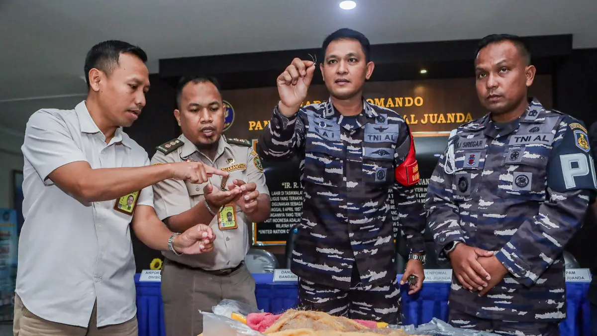 Penyelundupan Benih Bening Lobster Di Mako Lanudal Juanda - Image