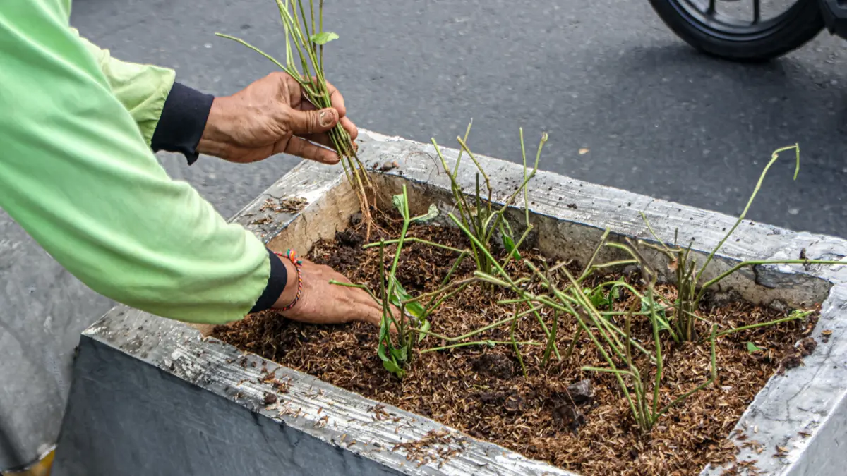 Anggota Sudin Pertamanan dan Hutan Kota melakukan penanaman ulang di box culvert jalur sepeda di Jalan Sudirman, Jakarta, Rabu (29/04/2026). (Hanung Hambara/Jawa Pos)
