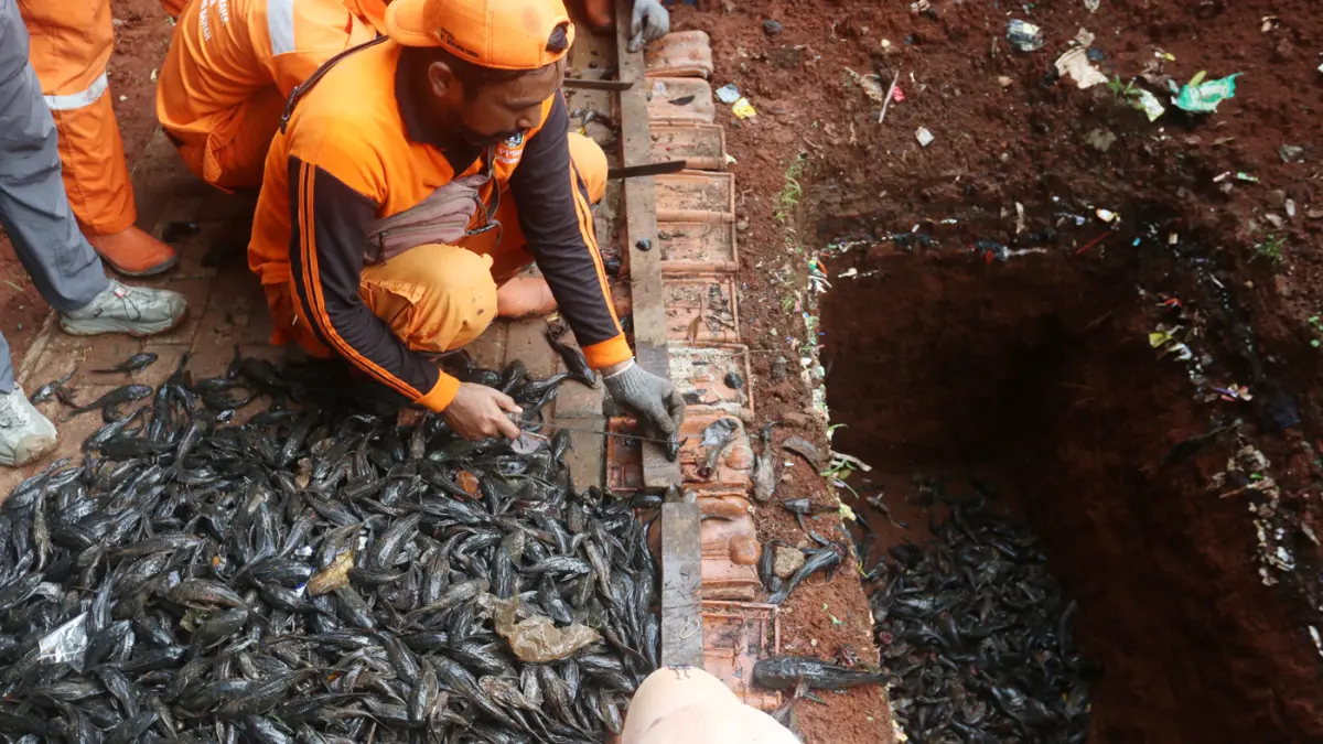 Petugas gabungan dari TNI AL dan PPSU menangkap ikan sapu-sapu di kawasan Setu Babakan, Jakarta, Selasa (5/5/2026). (Dery Ridwansah/ JawaPos.com)