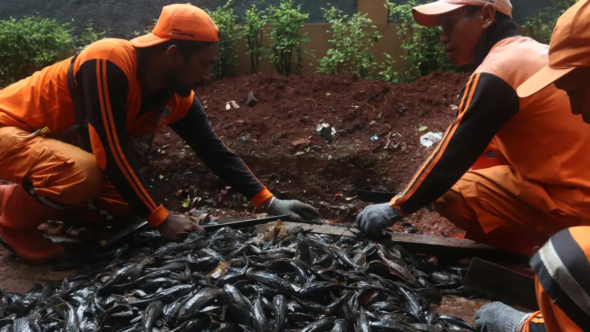 Petugas gabungan dari TNI AL dan PPSU menangkap ikan sapu-sapu di kawasan Setu Babakan, Jakarta, Selasa (5/5/2026). (Dery Ridwansah/ JawaPos.com)