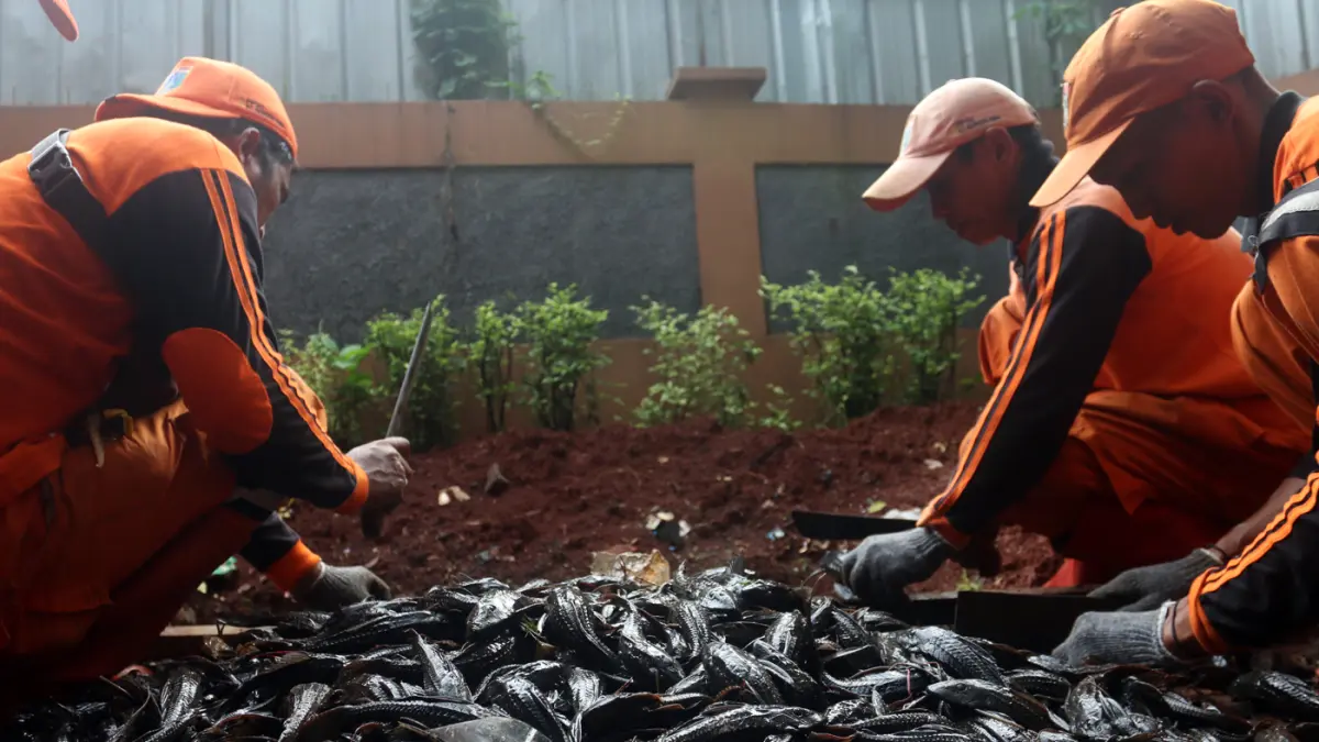 Petugas gabungan dari TNI AL dan PPSU menangkap ikan sapu-sapu di kawasan Setu Babakan, Jakarta, Selasa (5/5/2026). (Dery Ridwansah/ JawaPos.com)