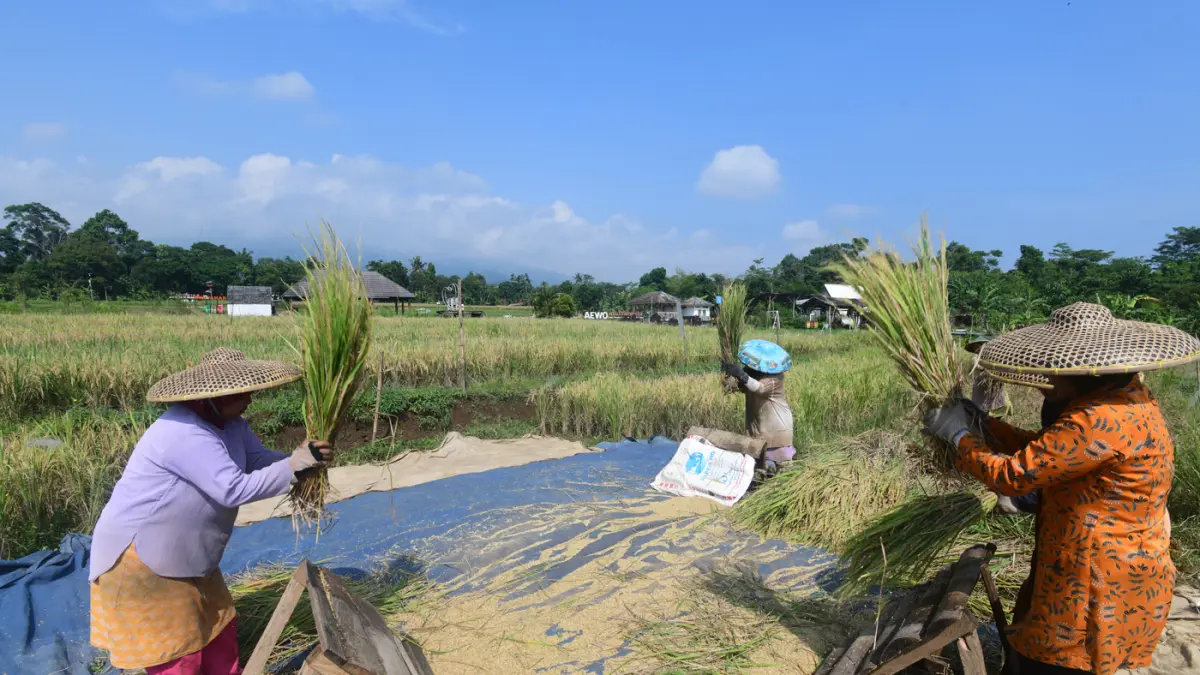 Realisasi Serapan Gabah Nasional  - Image