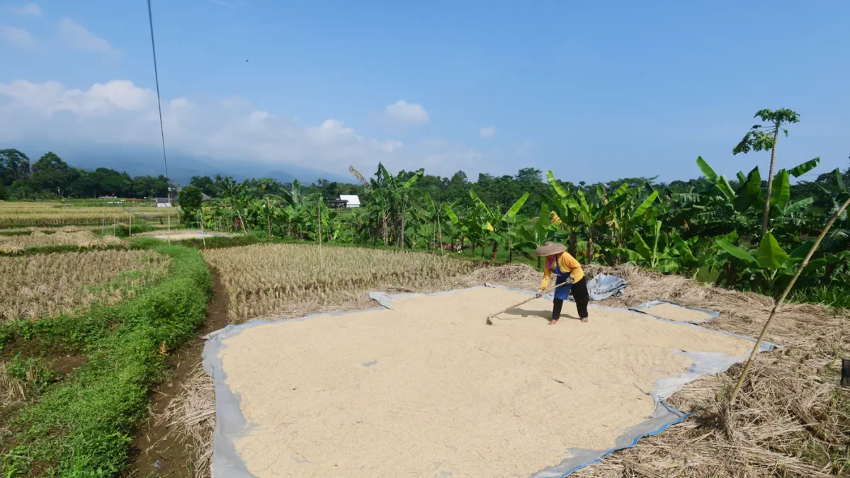 Petani memanen padi di Kampung Tematik Mulyaharja, Bogor, Jawa Barat, Rabu (06/05/2026). (Dery Ridwansah/ JawaPos.com)
