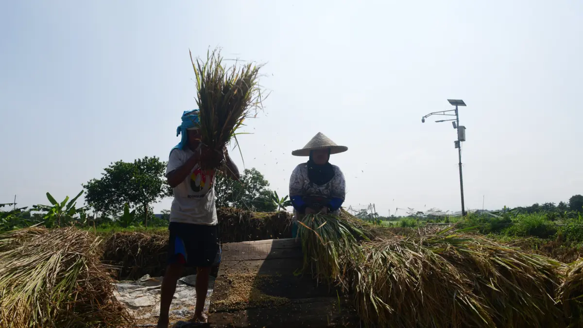 Petani memanen padi di Kampung Tematik Mulyaharja, Bogor, Jawa Barat, Rabu (06/05/2026). (Dery Ridwansah/ JawaPos.com)
