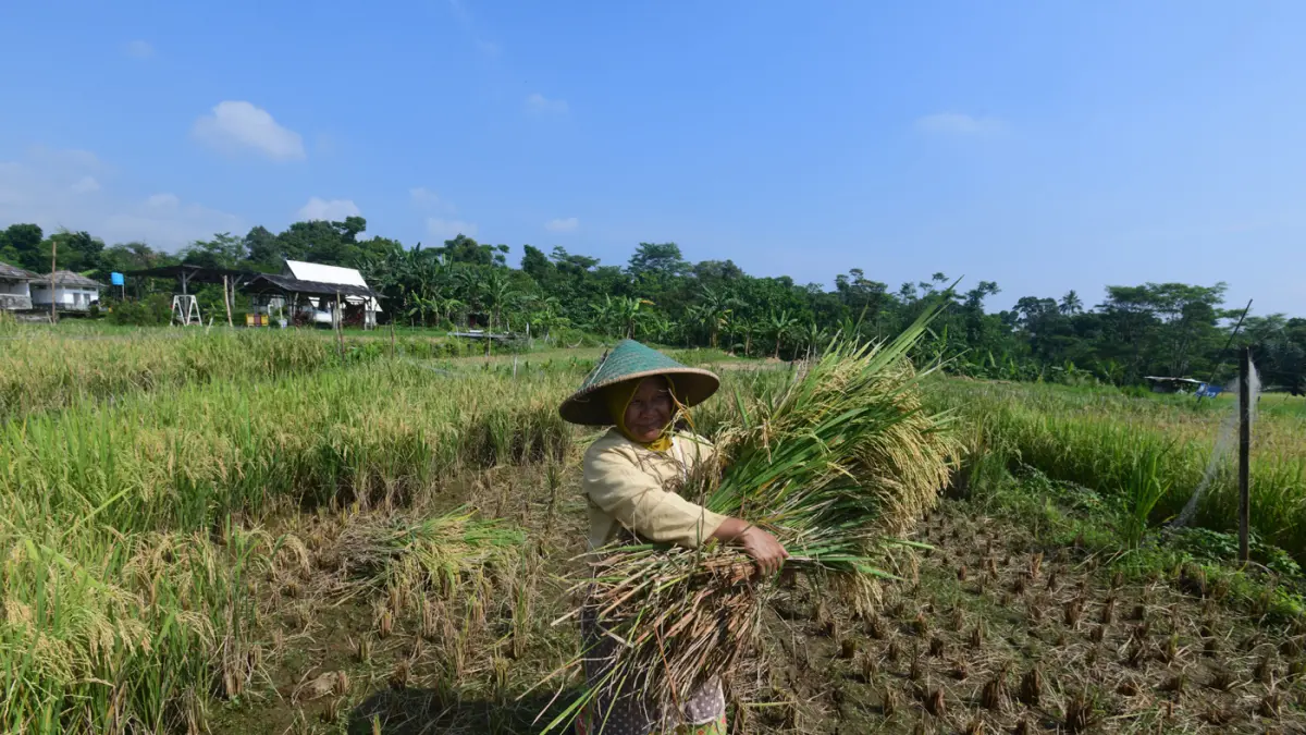Petani memanen padi di Kampung Tematik Mulyaharja, Bogor, Jawa Barat, Rabu (06/05/2026). (Dery Ridwansah/ JawaPos.com)