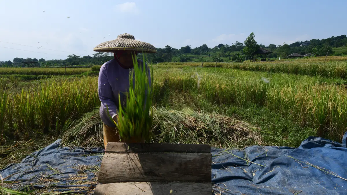 Petani memanen padi di Kampung Tematik Mulyaharja, Bogor, Jawa Barat, Rabu (06/05/2026). (Dery Ridwansah/ JawaPos.com)