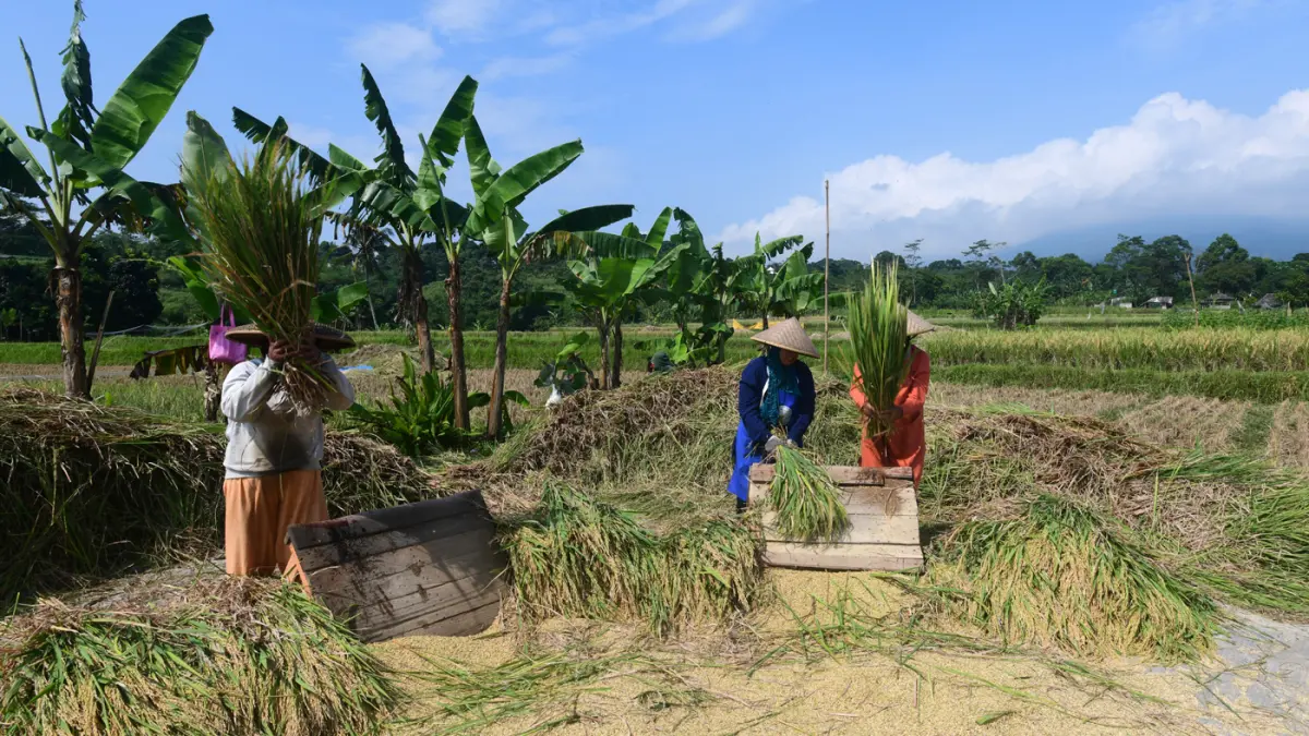 Petani memanen padi di Kampung Tematik Mulyaharja, Bogor, Jawa Barat, Rabu (06/05/2026). (Dery Ridwansah/ JawaPos.com)