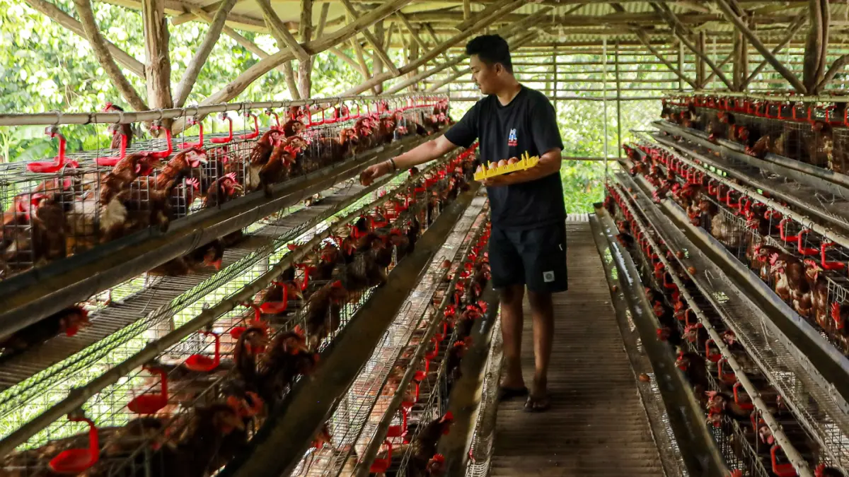 Peternak mengumpulkan telur dari ayam ras petelur di Peternakan Bumdes Karya Mandiri, Kalisuren, Kabupaten Bogor, Jawa Barat, Senin (4/5/2026). (Salman Toyibi/Jawa Pos)