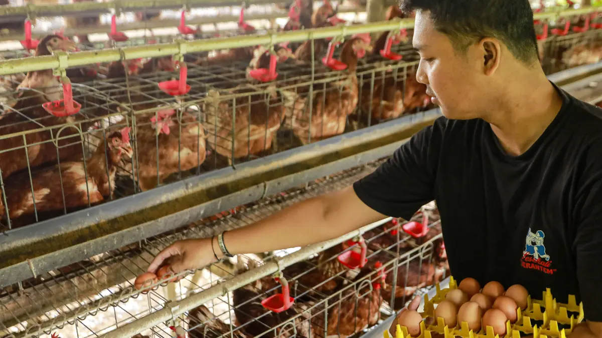 Peternak mengumpulkan telur dari ayam ras petelur di Peternakan Bumdes Karya Mandiri, Kalisuren, Kabupaten Bogor, Jawa Barat, Senin (4/5/2026). (Salman Toyibi/Jawa Pos)