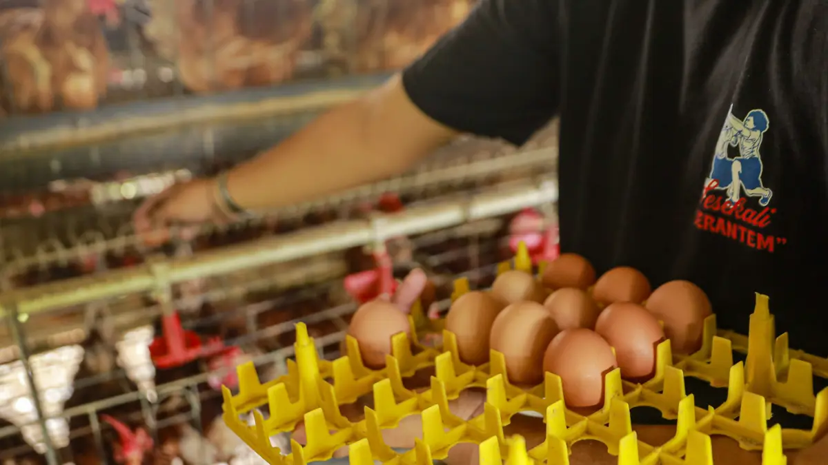 Peternak mengumpulkan telur dari ayam ras petelur di Peternakan Bumdes Karya Mandiri, Kalisuren, Kabupaten Bogor, Jawa Barat, Senin (4/5/2026). (Salman Toyibi/Jawa Pos)
