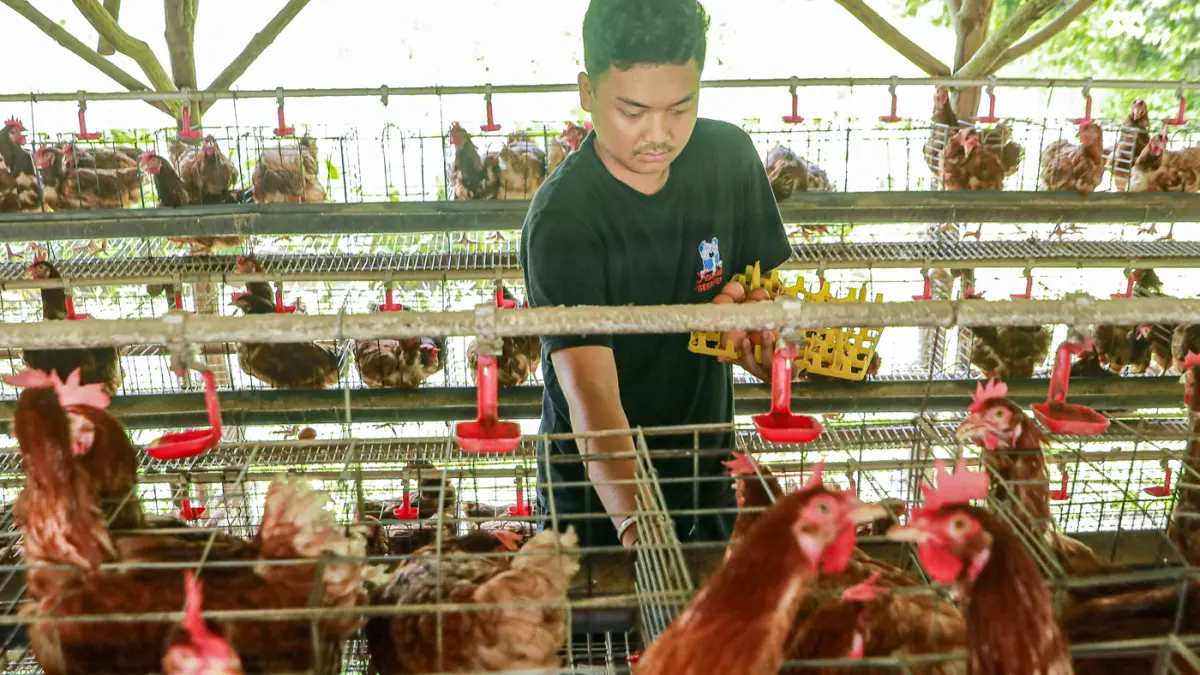Peternak mengumpulkan telur dari ayam ras petelur di Peternakan Bumdes Karya Mandiri, Kalisuren, Kabupaten Bogor, Jawa Barat, Senin (4/5/2026). (Salman Toyibi/Jawa Pos)