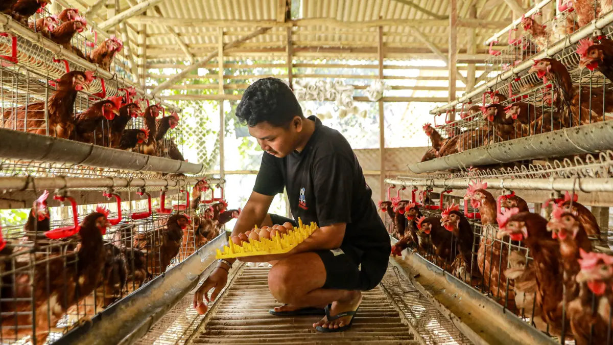 Peternak mengumpulkan telur dari ayam ras petelur di Peternakan Bumdes Karya Mandiri, Kalisuren, Kabupaten Bogor, Jawa Barat, Senin (4/5/2026). (Salman Toyibi/Jawa Pos)