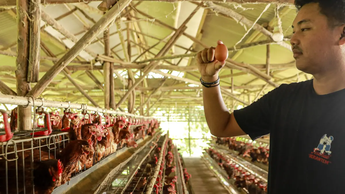 Peternak mengumpulkan telur dari ayam ras petelur di Peternakan Bumdes Karya Mandiri, Kalisuren, Kabupaten Bogor, Jawa Barat, Senin (4/5/2026). (Salman Toyibi/Jawa Pos)