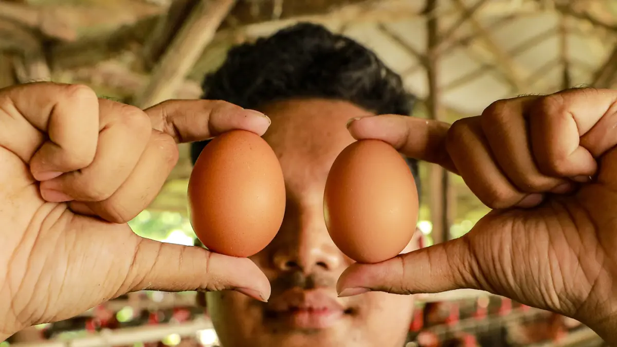 Harga Telur Berpotensi Picu Inflasi - Image