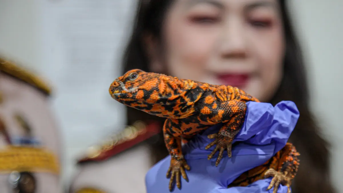 Kepala Barantin Banten Duma Sari Harianja memegang kadal uromastyx saat memimpin rilis penggagalan penyelundupan satwa eksotis dari Thailand di Kantor Karantina Hewan dan Tumbuhan Bandara Soekarni-Hatta, Tangerang, Sabtu (09/05/2026). (Salman Toyibi/Jawa