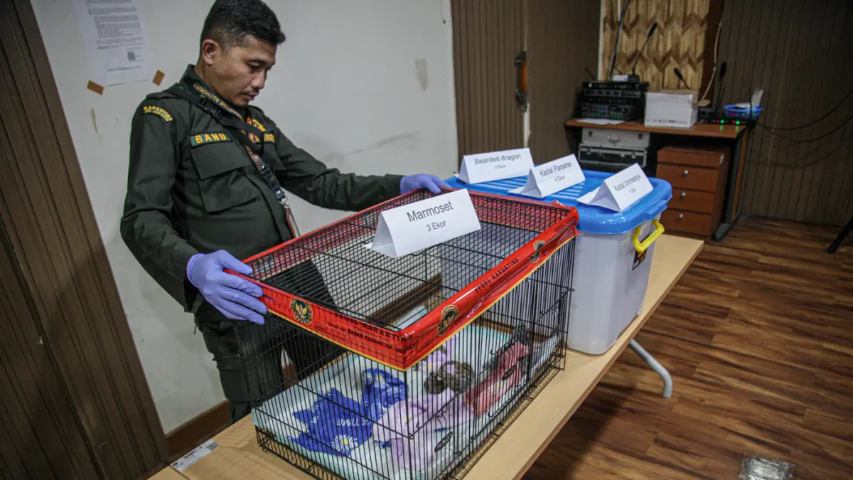 Petugas Karantinan Hewan dan Tumbuhan menata kandang satwa saat rilis penggagalan penyelundupan satwa eksotis dari Thailand di Kantor Karantina Hewan dan Tumbuhan Bandara Soekarni-Hatta, Tangerang, Sabtu (09/05/2026). (Salman Toyibi/Jawa Pos)