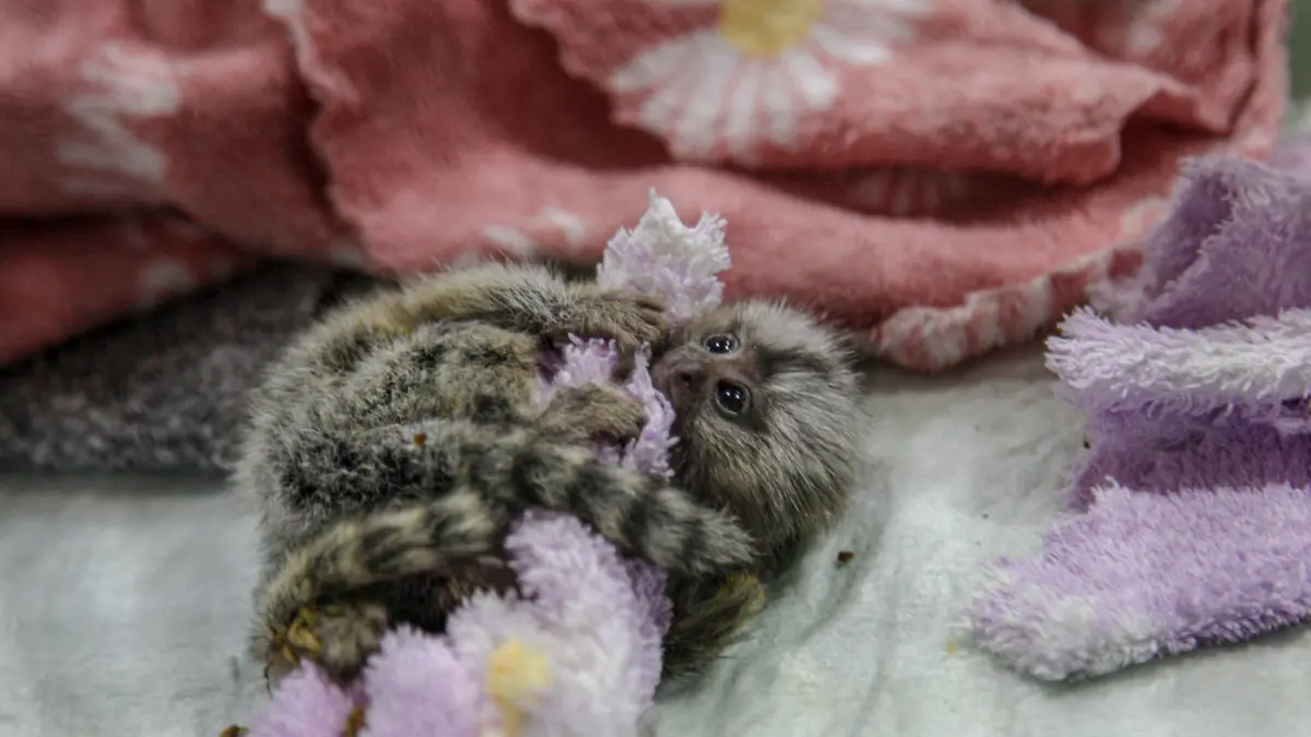 Tiga ekor marmoset dihadirkan saat rilis penggagalan penyelundupan satwa eksotis dari Thailand di Kantor Karantina Hewan dan Tumbuhan Bandara Soekarni-Hatta, Tangerang, Sabtu (09/05/2026). (Salman Toyibi/Jawa Pos)