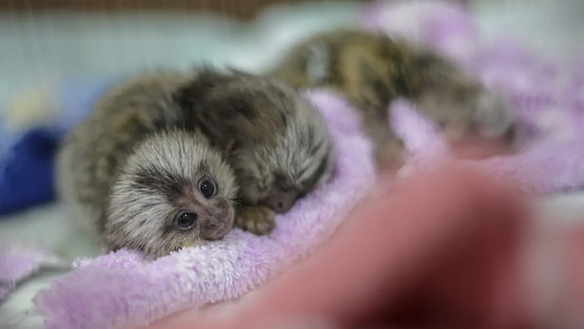 Tiga ekor marmoset dihadirkan saat rilis penggagalan penyelundupan satwa eksotis dari Thailand di Kantor Karantina Hewan dan Tumbuhan Bandara Soekarni-Hatta, Tangerang, Sabtu (09/05/2026). (Salman Toyibi/Jawa Pos)