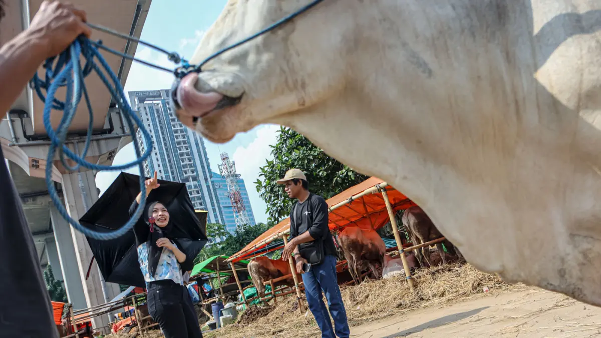 Penjualan Hewan Kurban Di Tengah Kota - Image