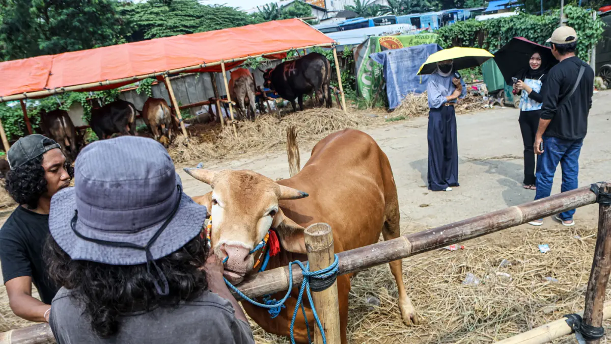 Pembeli melihat sapi yang di jual di pinggir jalan Gatot Subroto, Jakarta, Selasa (12/05/2026). (Hanung Hambara/Jawa Pos)