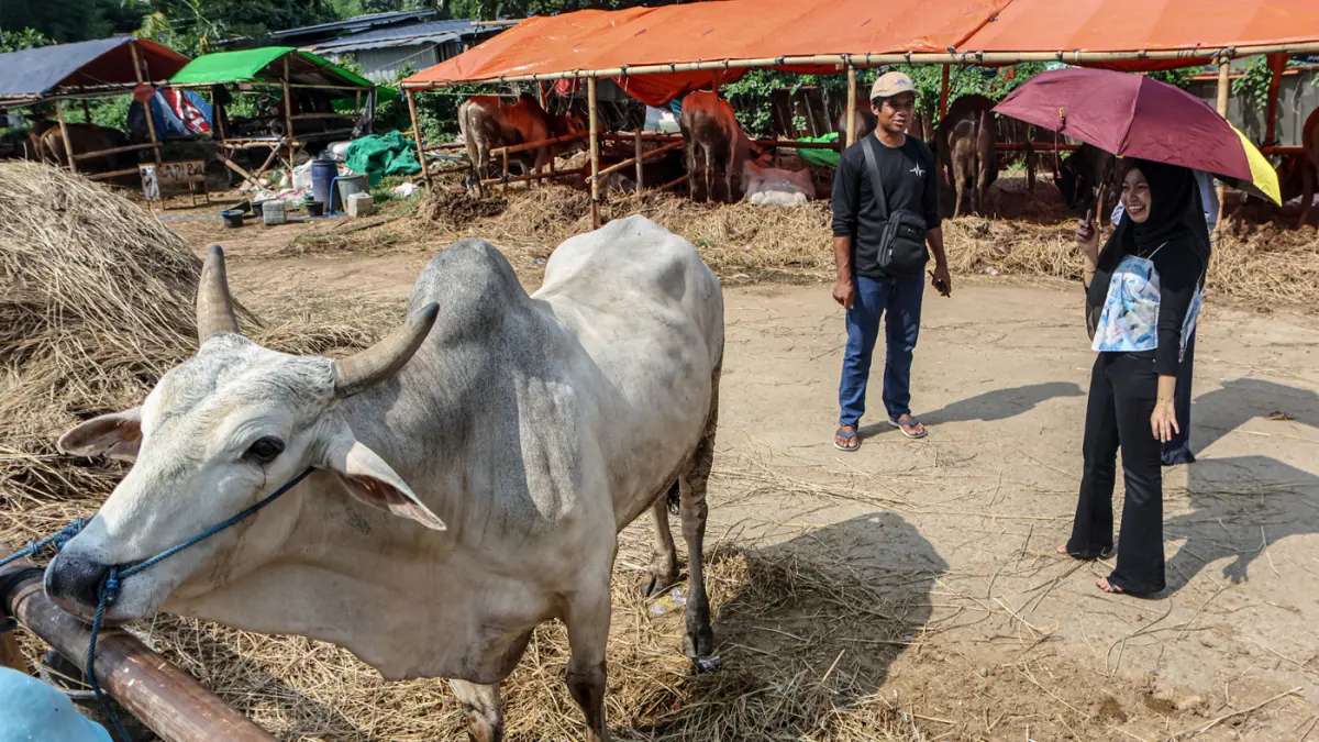 Pembeli melihat sapi yang di jual di pinggir jalan Gatot Subroto, Jakarta, Selasa (12/05/2026). (Hanung Hambara/Jawa Pos)