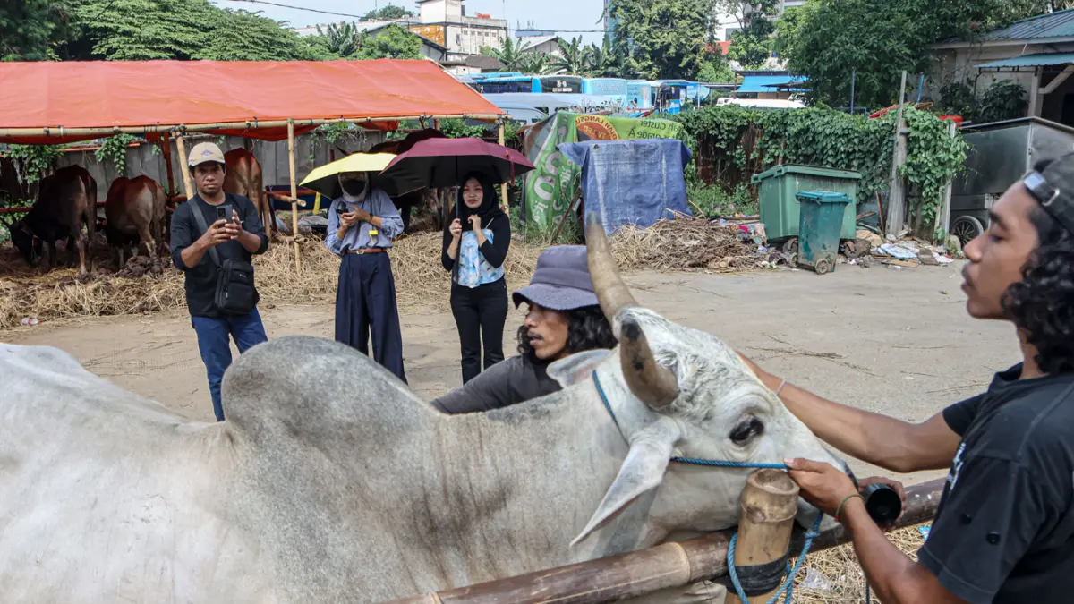Pembeli melihat sapi yang di jual di pinggir jalan Gatot Subroto, Jakarta, Selasa (12/05/2026). (Hanung Hambara/Jawa Pos)