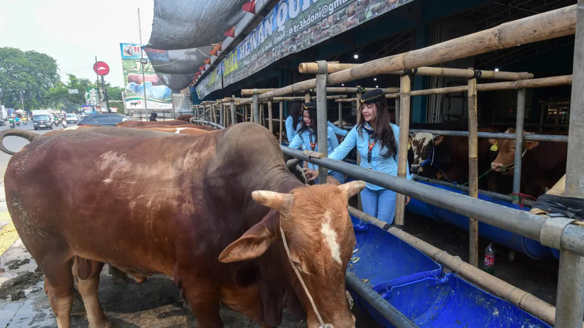 Sales Promotion Girl (SPG) berpakaian ala Pramugari mendata sapi kurban di Mal Hewan Kurban H. Doni, Jalan Akses UI, Kelapa Dua, Depok, Jawa Barat. (Dery Ridwansah/ JawaPos.com)