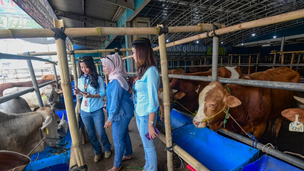 Sales Promotion Girl (SPG) berpakaian ala Pramugari mendata sapi kurban di Mal Hewan Kurban H. Doni, Jalan Akses UI, Kelapa Dua, Depok, Jawa Barat. (Dery Ridwansah/ JawaPos.com)